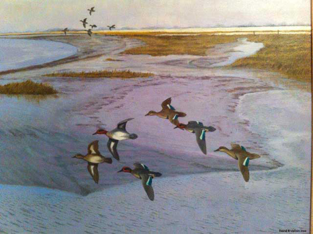 Teal-over-the-Humber