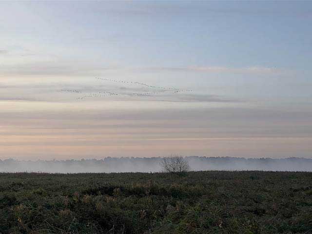 Pinks-Over-The-Marsh